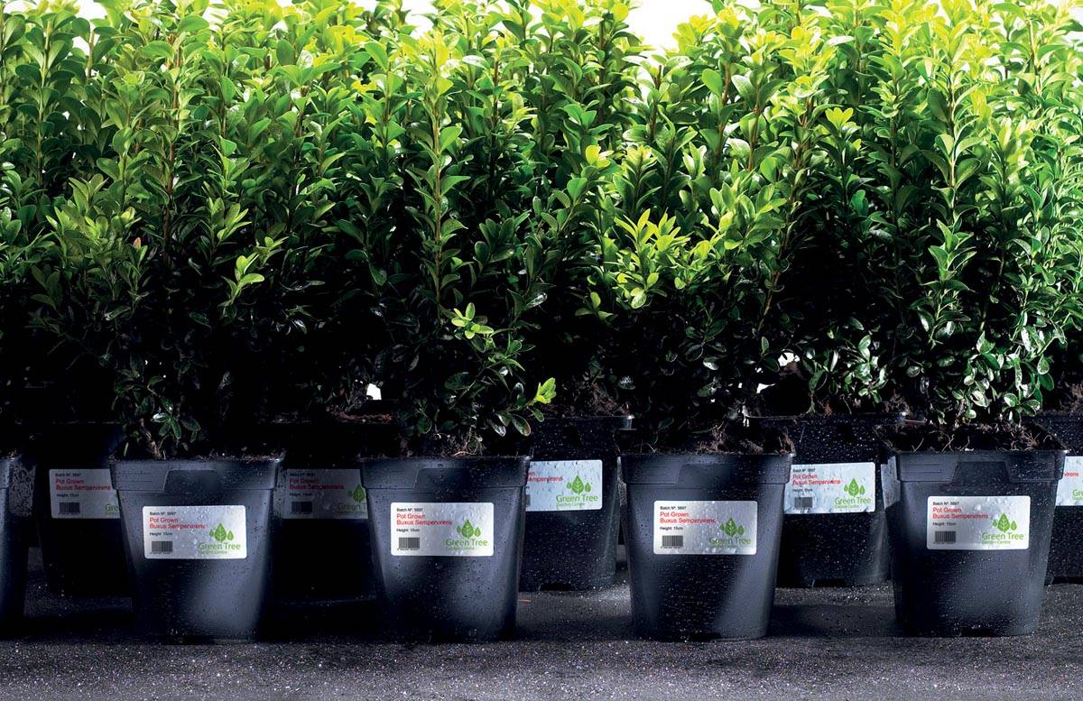 Avery L4775-20 ultra-sterke etiketten ft 210 x 297 mm (b x h), 20 etiketten, wit